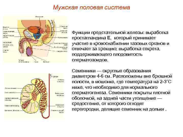 Мужская половая система Функции предстательной железы: выработка простагландина Е, который принимает участие в кровоснабжении