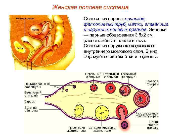 Женская половая система Состоит из парных яичников, фаллопиевых труб, матки, влагалища и наружных половых