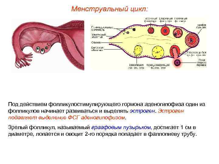Менструальный цикл: Под действием фолликулостимулирующего гормона аденогипофиза один из фолликулов начинает развиваться и выделять