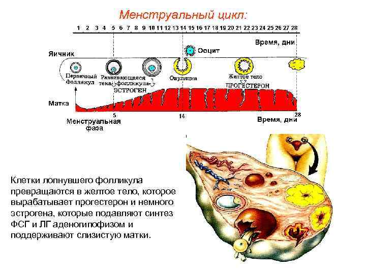 Менструальный цикл: Клетки лопнувшего фолликула превращаются в желтое тело, которое вырабатывает прогестерон и немного