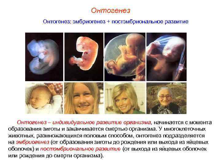 Онтогенез: эмбриогенез + постэмбриональное развитие Онтогенез – индивидуальное развитие организма, начинается с момента образования