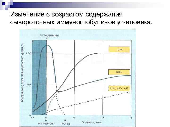 Изменение с возрастом содержания сывороточных иммуноглобулинов у человека. 