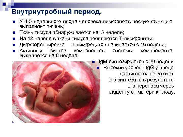 Внутриутробный период. n n n У 4 -5 недельного плода человека лимфопоэтическую функцию выполняет