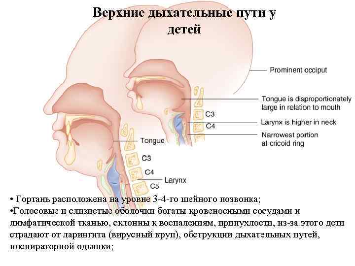 Верхние дыхательные пути у детей • Гортань расположена на уровне 3 -4 -го шейного