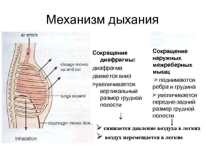 Какой цифрой на рисунке обозначена дыхательная мышца диафрагма