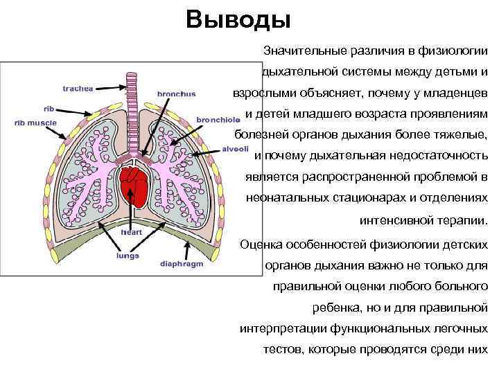 Выводы Значительные различия в физиологии дыхательной системы между детьми и взрослыми объясняет, почему у