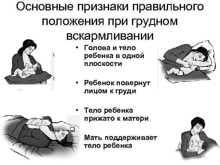 Основные признаки правильного положения при грудном вскармливании • Голова и тело ребенка в одной