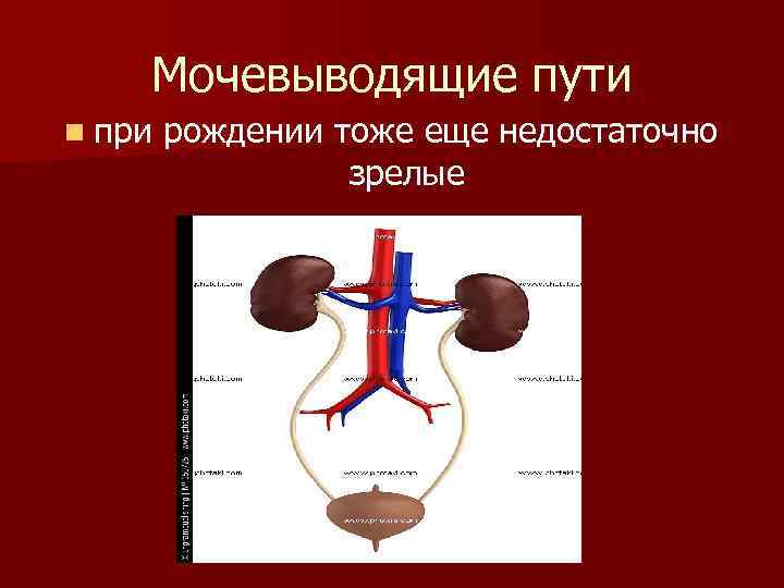 Мочевыводящие пути n при рождении тоже еще недостаточно зрелые 