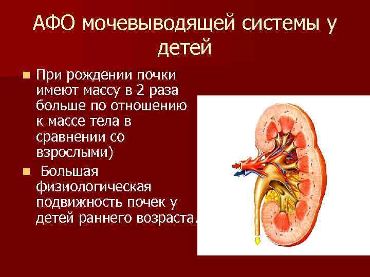 АФО мочевыводящей системы у детей При рождении почки имеют массу в 2 раза больше