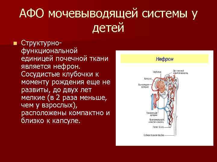 АФО мочевыводящей системы у детей n Структурнофункциональной единицей почечной ткани является нефрон. Сосудистые клубочки