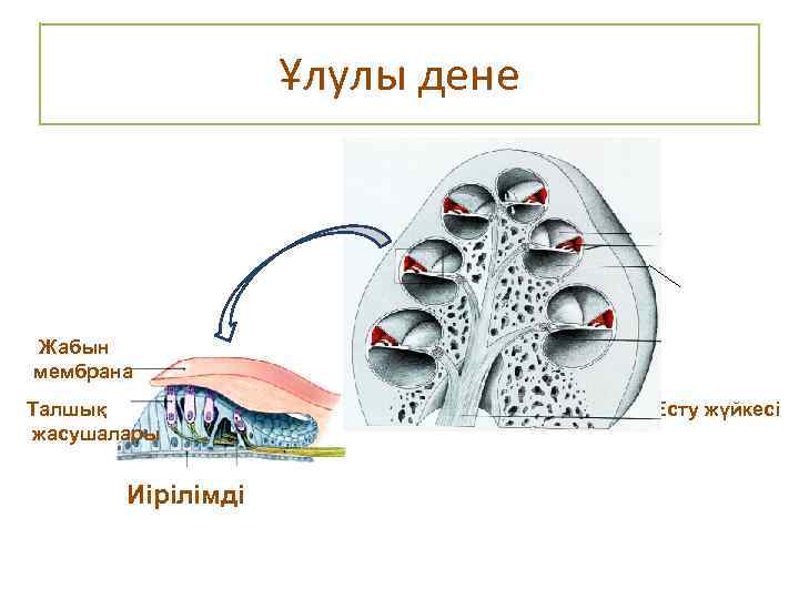 Ұлулы дене Жабын мембрана Талшық жасушалары Иірілімді Есту жүйкесі 