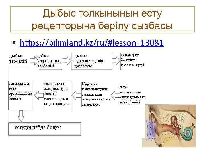 Дыбыс толқынының есту рецепторына берілу сызбасы • https: //bilimland. kz/ru/#lesson=13081 