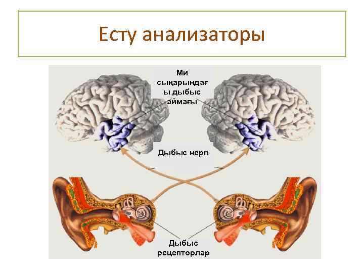 Есту анализаторы Ми сыңарындағ ы дыбыс аймағы Дыбыс нерв Дыбыс рецепторлар 