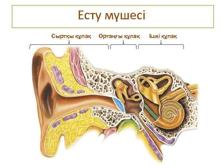 Есту мүшесі Сыртқы құлақ Ортаңғы құлақ Ішкі құлақ 