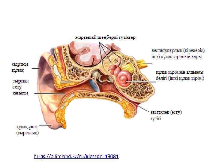 https: //bilimland. kz/ru/#lesson=13081 
