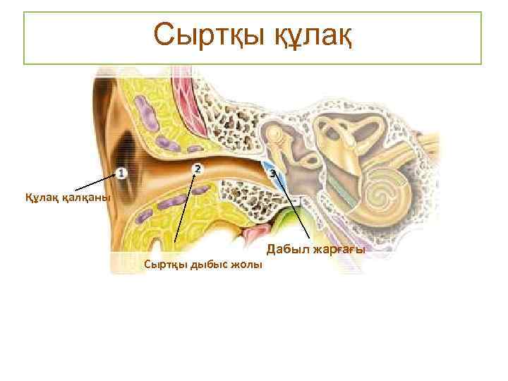 Сыртқы құлақ Құлақ қалқаны Дабыл жарғағы Сыртқы дыбыс жолы 
