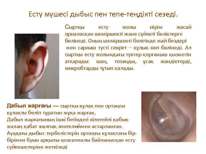 Есту мүшесі дыбыс пен тепе-теңдікті сезеді. Сыртқы есту жолы иірім жасай орналасқан шеміршекті және