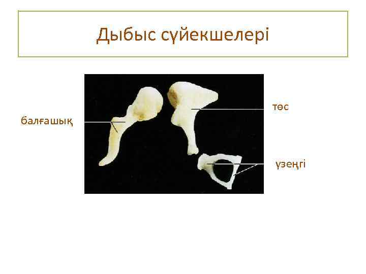  Дыбыс сүйекшелері балғашық төс үзеңгі 