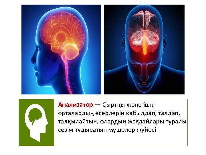 Анализатор — Сыртқы және ішкі орталардың әсерлерін қабылдап, талдап, талқылайтын, олардың жағдайлары туралы сезім