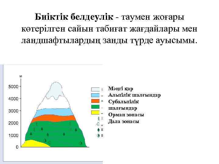 Биіктік белдеулік - таумен жоғары көтерілген сайын табиғат жағдайлары мен ландшафтылардың занды түрде ауысымы.