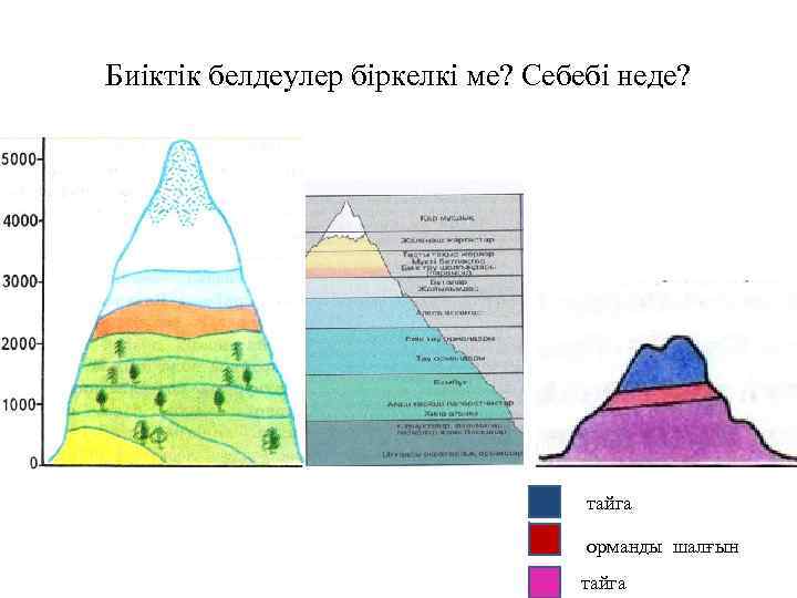 Биіктік белдеулер біркелкі ме? Себебі неде? тайга орманды шалғын тайга 
