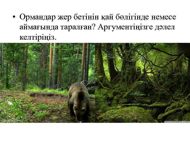  • Ормандар жер бетінін қай бөлігінде немесе аймағында таралған? Аргументіңізге дәлел келтіріңіз. 