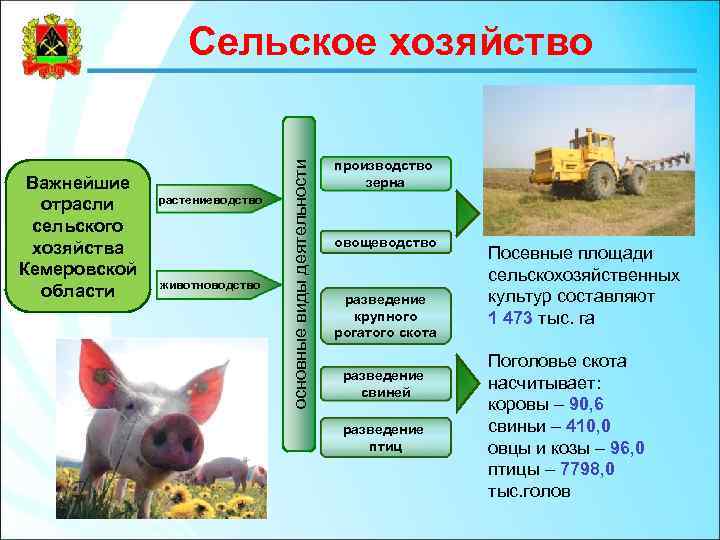 Важнейшие отрасли сельского хозяйства Кемеровской области растениеводство животноводство основные виды деятельности Сельское хозяйство производство