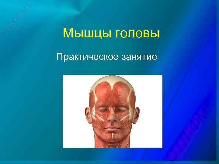 Мышцы головы Практическое занятие 