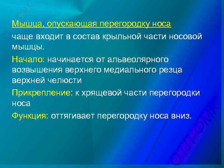 Мышца, опускающая перегородку носа чаще входит в состав крыльной части носовой мышцы. Начало: начинается