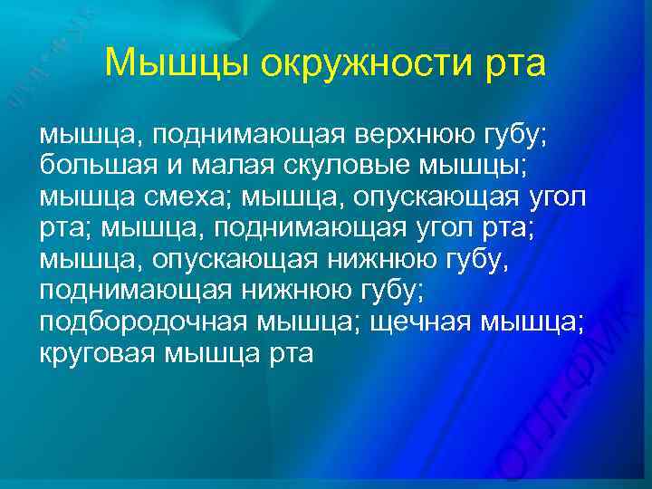 Мышцы окружности рта мышца, поднимающая верхнюю губу; большая и малая скуловые мышцы; мышца смеха;