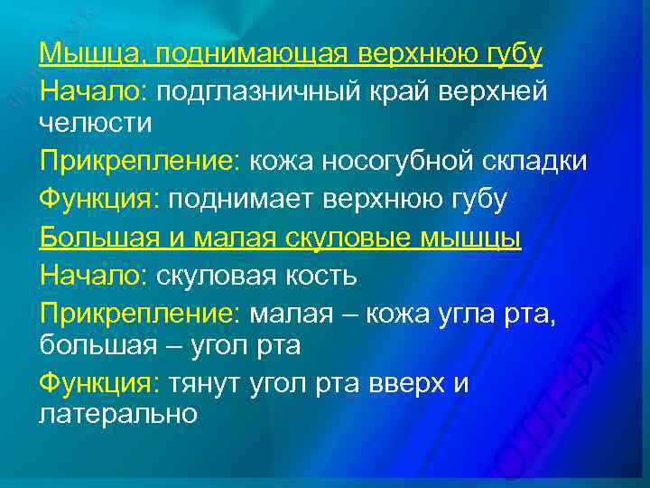 Мышца, поднимающая верхнюю губу Начало: подглазничный край верхней челюсти Прикрепление: кожа носогубной складки Функция: