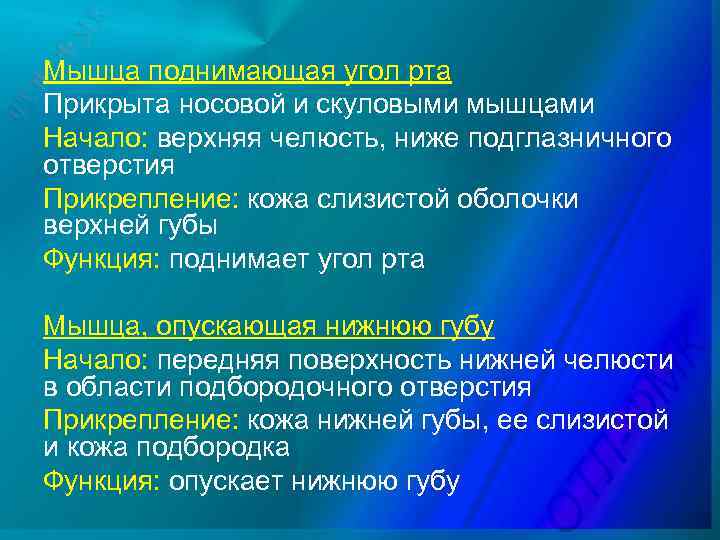 Мышца поднимающая угол рта Прикрыта носовой и скуловыми мышцами Начало: верхняя челюсть, ниже подглазничного