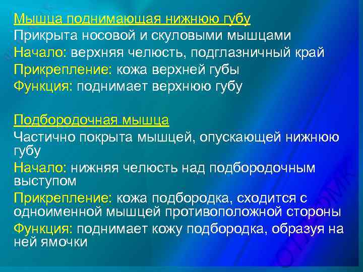 Мышца поднимающая нижнюю губу Прикрыта носовой и скуловыми мышцами Начало: верхняя челюсть, подглазничный край