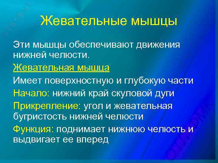 Жевательные мышцы Эти мышцы обеспечивают движения нижней челюсти. Жевательная мышца Имеет поверхностную и глубокую