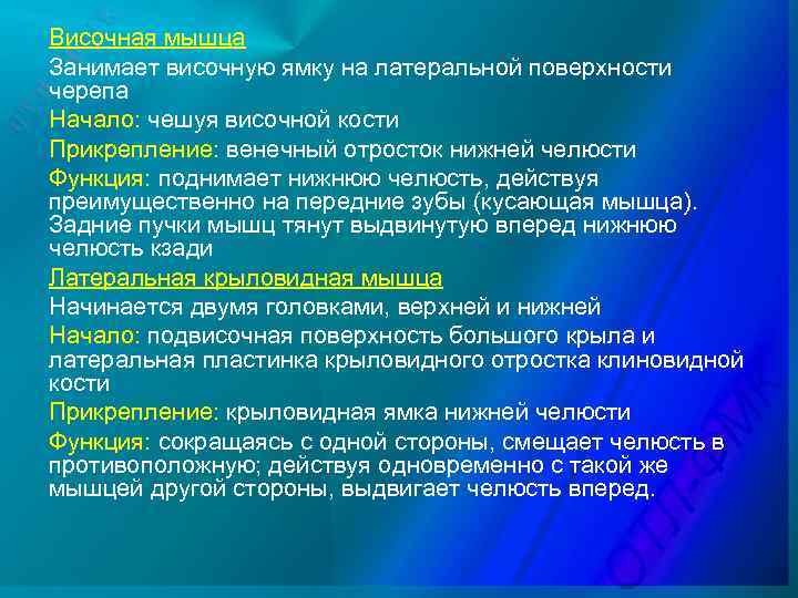 Височная мышца Занимает височную ямку на латеральной поверхности черепа Начало: чешуя височной кости Прикрепление: