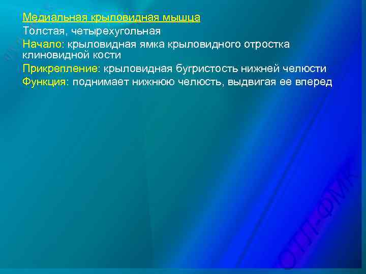 Медиальная крыловидная мышца Толстая, четырехугольная Начало: крыловидная ямка крыловидного отростка клиновидной кости Прикрепление: крыловидная