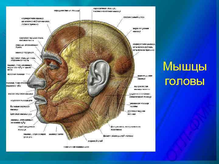 Мышцы головы 