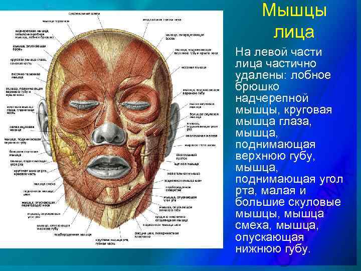 Мышцы лица На левой части лица частично удалены: лобное брюшко надчерепной мышцы, круговая мышца