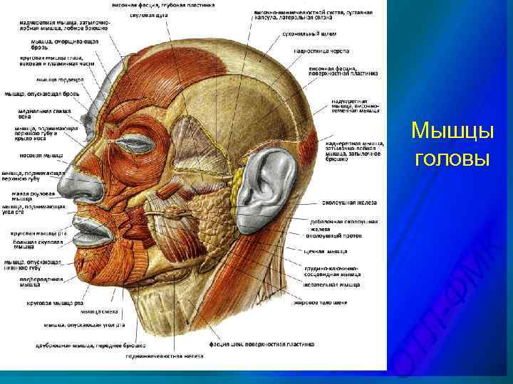 Мышцы головы 