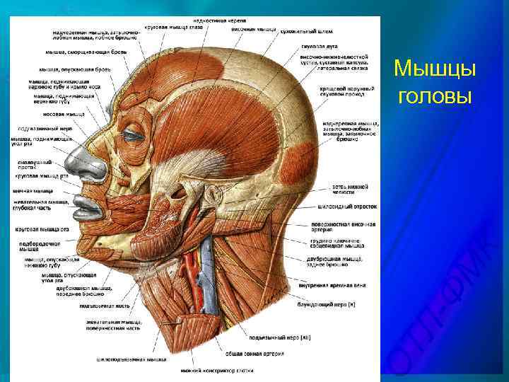 Мышцы головы 