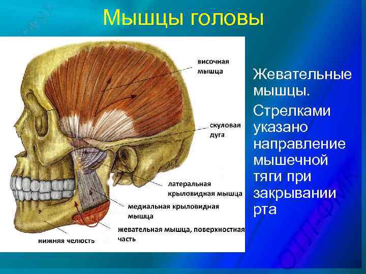 Мышцы головы Жевательные мышцы. Стрелками указано направление мышечной тяги при закрывании рта 