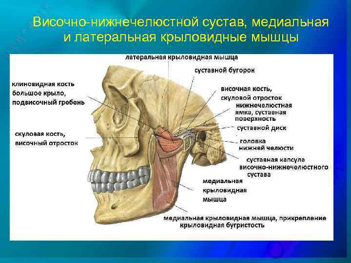 Височно-нижнечелюстной сустав, медиальная и латеральная крыловидные мышцы 