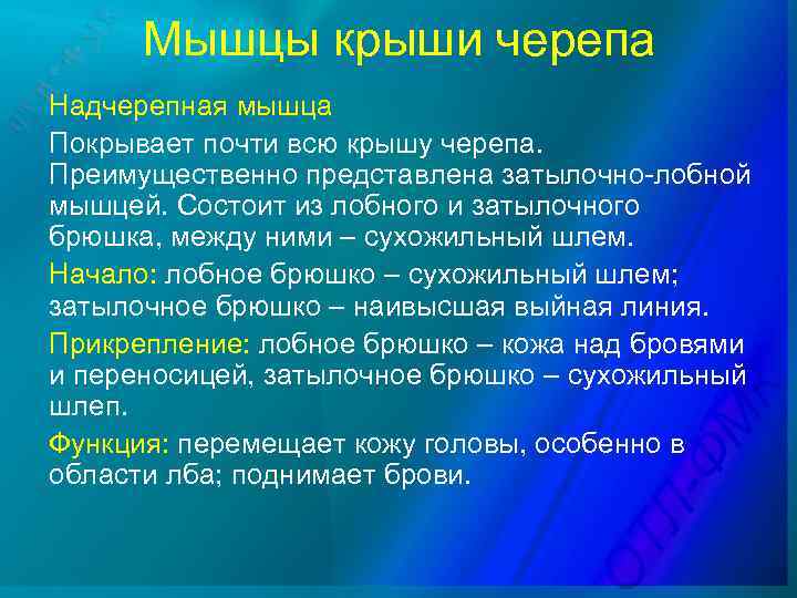 Мышцы крыши черепа Надчерепная мышца Покрывает почти всю крышу черепа. Преимущественно представлена затылочно-лобной мышцей.