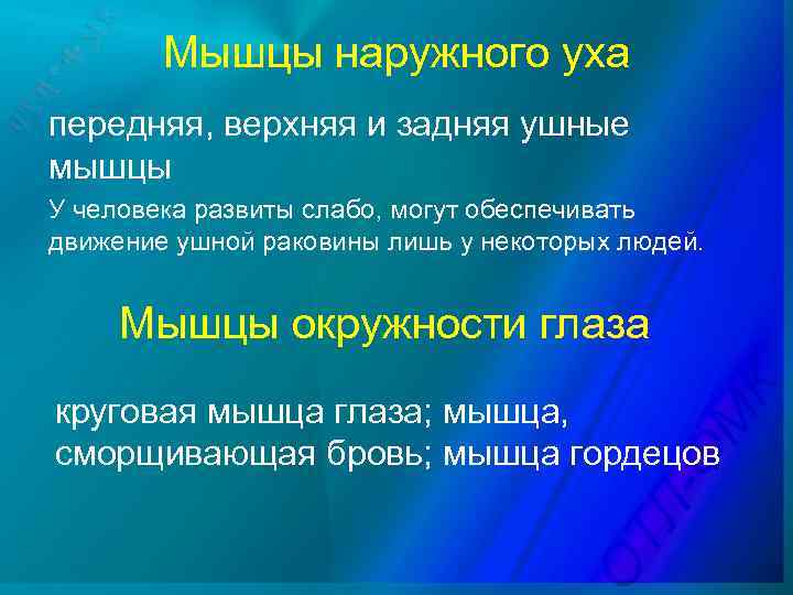 Мышцы наружного уха передняя, верхняя и задняя ушные мышцы У человека развиты слабо, могут