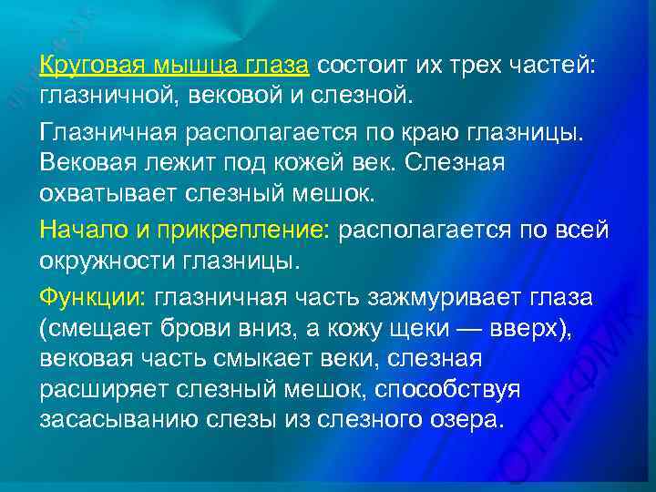 Круговая мышца глаза состоит их трех частей: глазничной, вековой и слезной. Глазничная располагается по