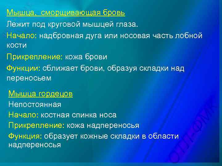 Мышца, сморщивающая бровь Лежит под круговой мышцей глаза. Начало: надбровная дуга или носовая часть