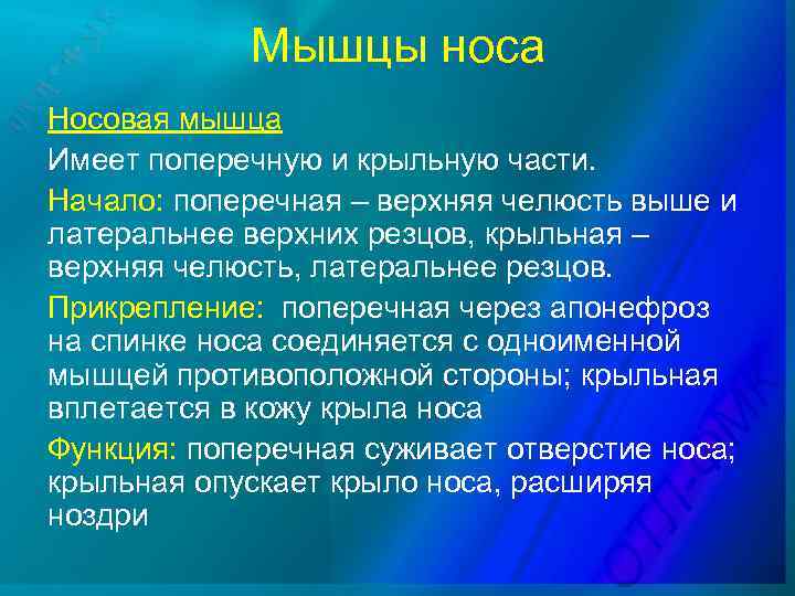 Мышцы носа Носовая мышца Имеет поперечную и крыльную части. Начало: поперечная – верхняя челюсть