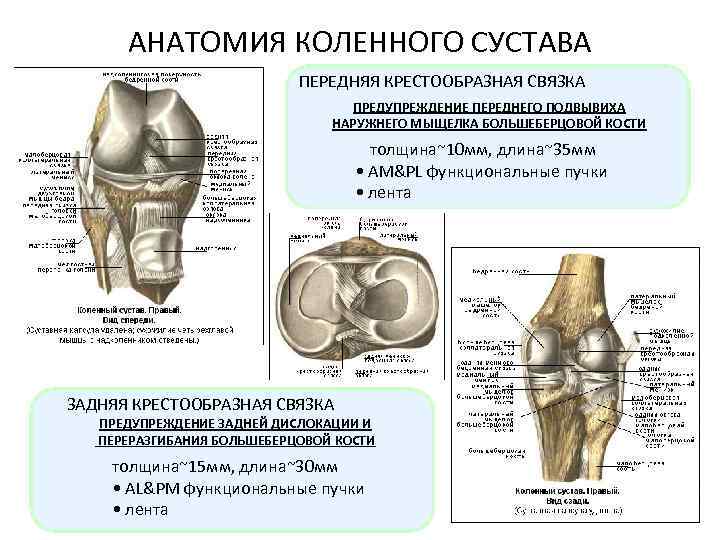 Крестообразная связка коленного сустава фото