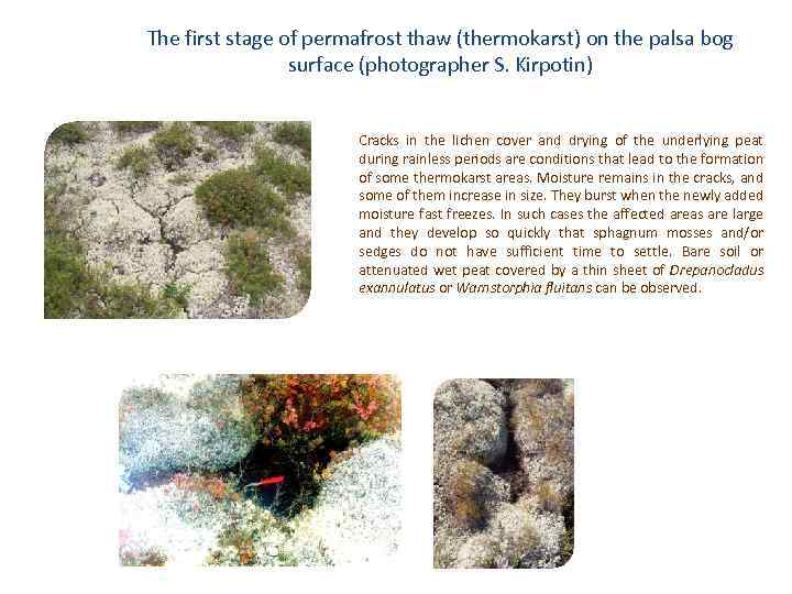 The first stage of permafrost thaw (thermokarst) on the palsa bog surface (photographer S.