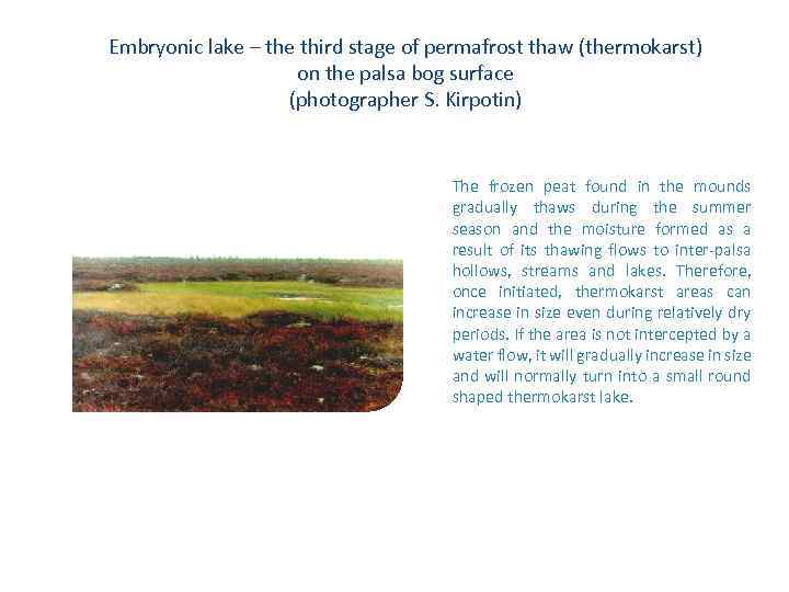 Embryonic lake – the third stage of permafrost thaw (thermokarst) on the palsa bog